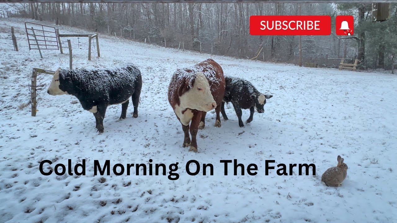Cold Morning On The Farm - YouTube