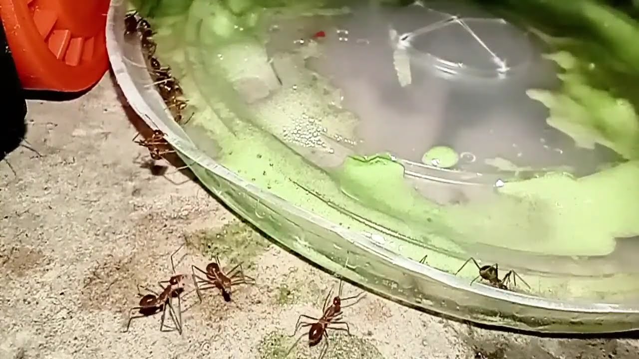 Kumpulan Semut Mengerubungi Sisa Sirup Hijau