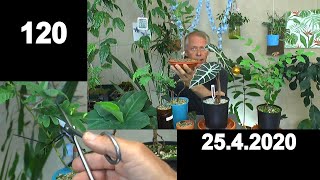 entretien bonsai ficus Ficus Ginseng microcarpa | Bonsaï main image 0