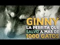 Ginny, la perrita que salvó a más de 1000 gatos