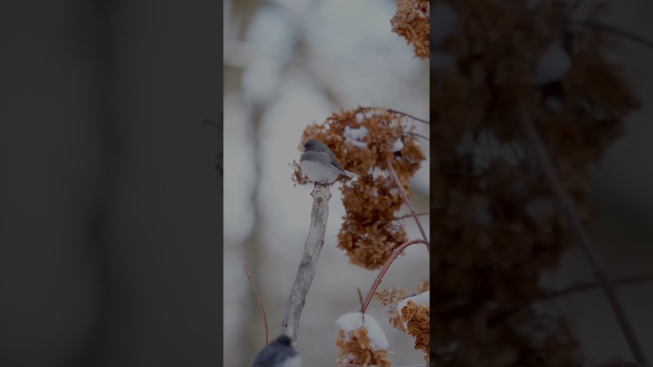 An incredible Winter Bird 🖤🙏 