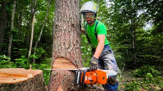Felling Trees With Professional Arborist
