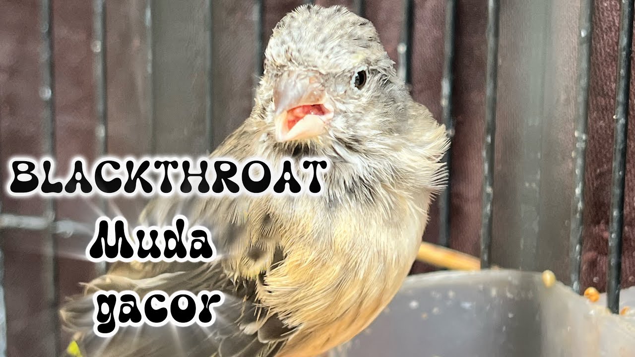 BLACKTHROAT MUDA GACOR 