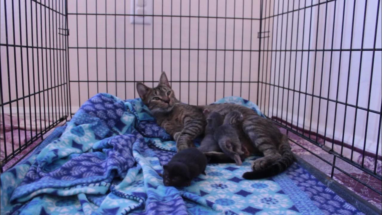 2-day-old-kittens-youtube