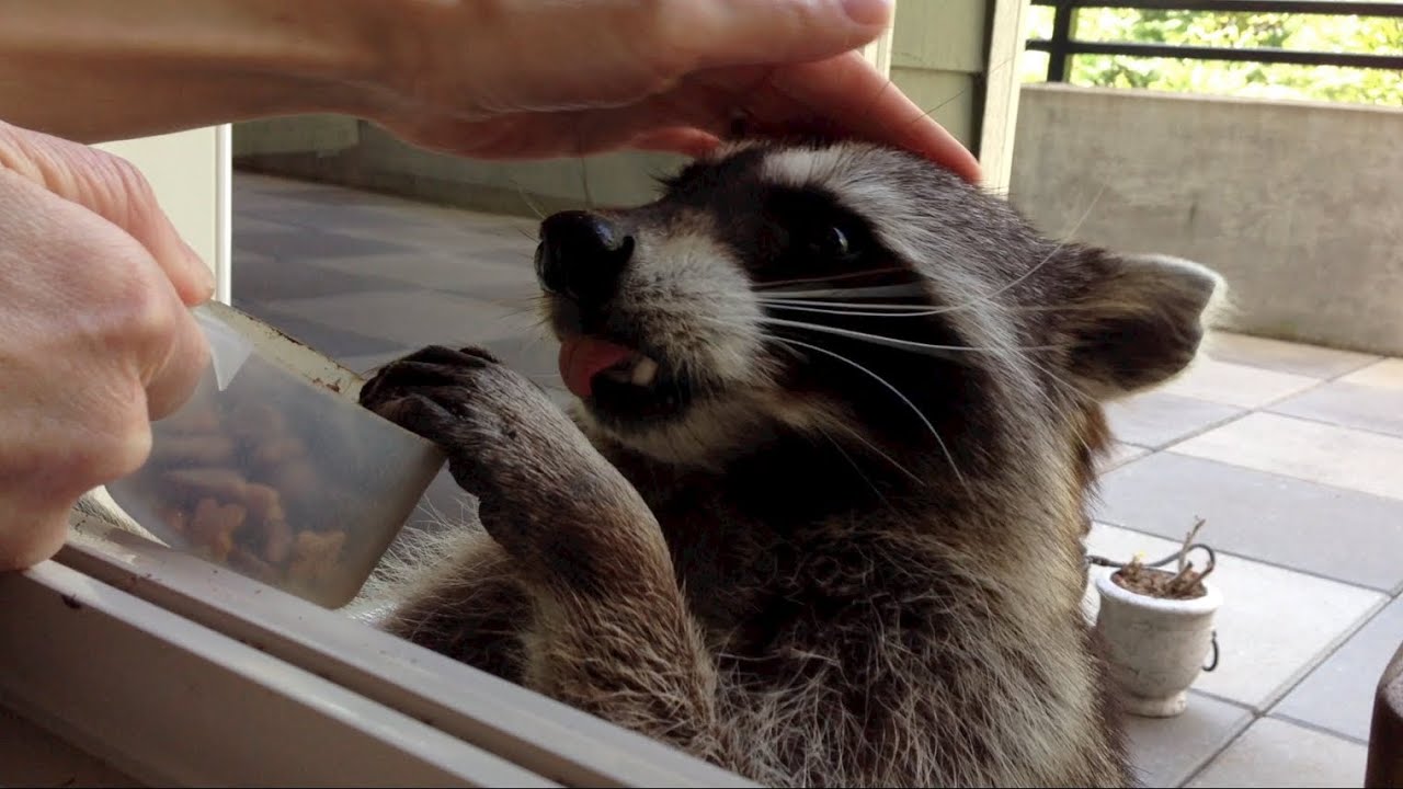 Fred the Friendly Raccoon - Part 6 - YouTube