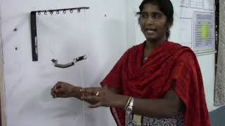 Coupled Oscillator Experiment