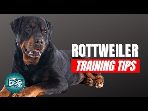 วีดีโอ: 3 เคล็ดลับในการสอน Rottweiler ของคุณเพื่อเล่นเกมส์