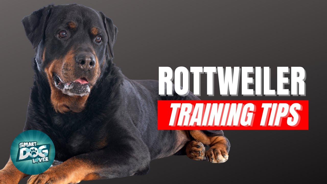 How To Train Your Rottweiler | Best Rottweiler Puppy Training Tips - Youtube