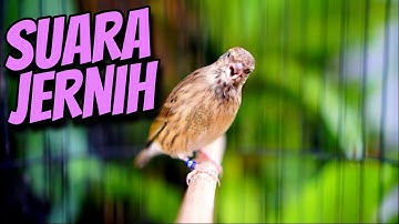 BLACKTHROAT GACOR SUARA JERNIH COCOK BUAT MASTERAN KENARI BAHAN JAWARA