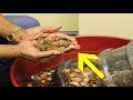 Man Cashing In Pennies He Collected For 45 Years Is Speechless At What The Bank Says