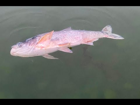 Videó: Inari-tó: természet és horgászat