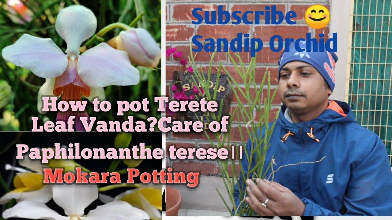 How to pot a Terete leaf Vanda।।Mokara potting।।care of Terete Leaf