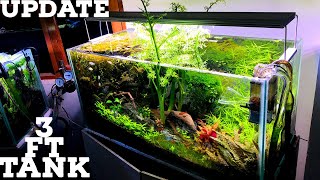 3 Ft Planted Tank Update | Planted Aquarium Update | Amazing Aquarium Plant Growth In 4 Months