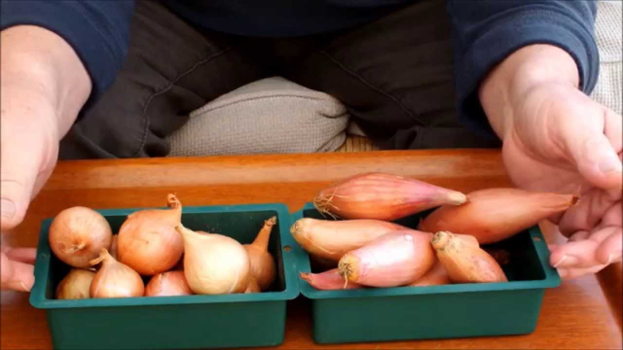 15 Tested Tips for Using, Storing and Growing Shallots