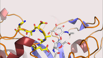 Structure of a complete four-domain chitinase from Moritella marina