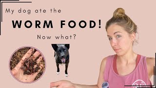 Expanding Your Worm Farm - Everything You Need To Know (+ more!!)