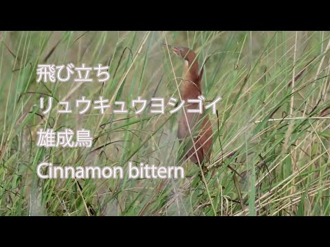 【飛び立ち】リュウキュウヨシゴイ雄成鳥 Cinnamon bittern