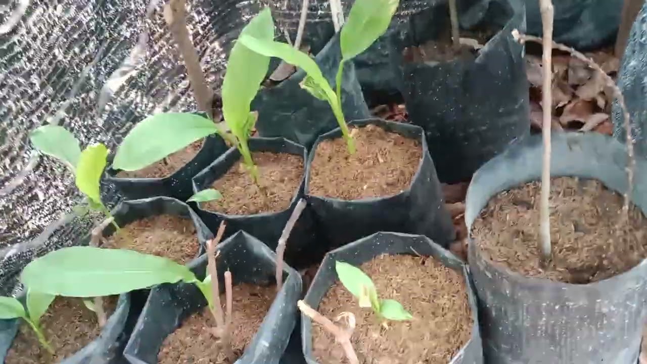 Bibit Dua Pohon Hampir Setengah Juta. 