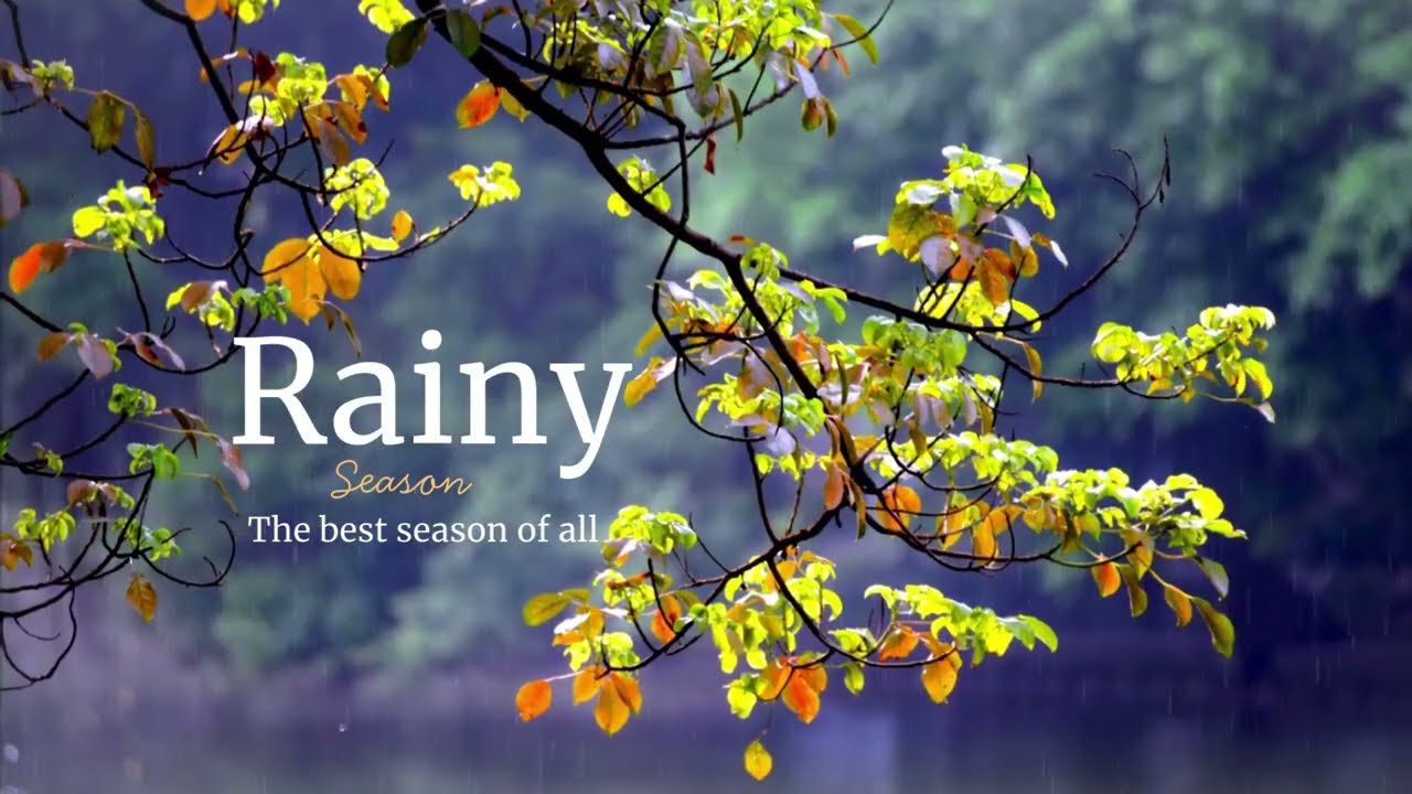 Fall Asleep to Gentle Rain 🌧️ | Peaceful Nature Sounds for Deep Sleep & Calm