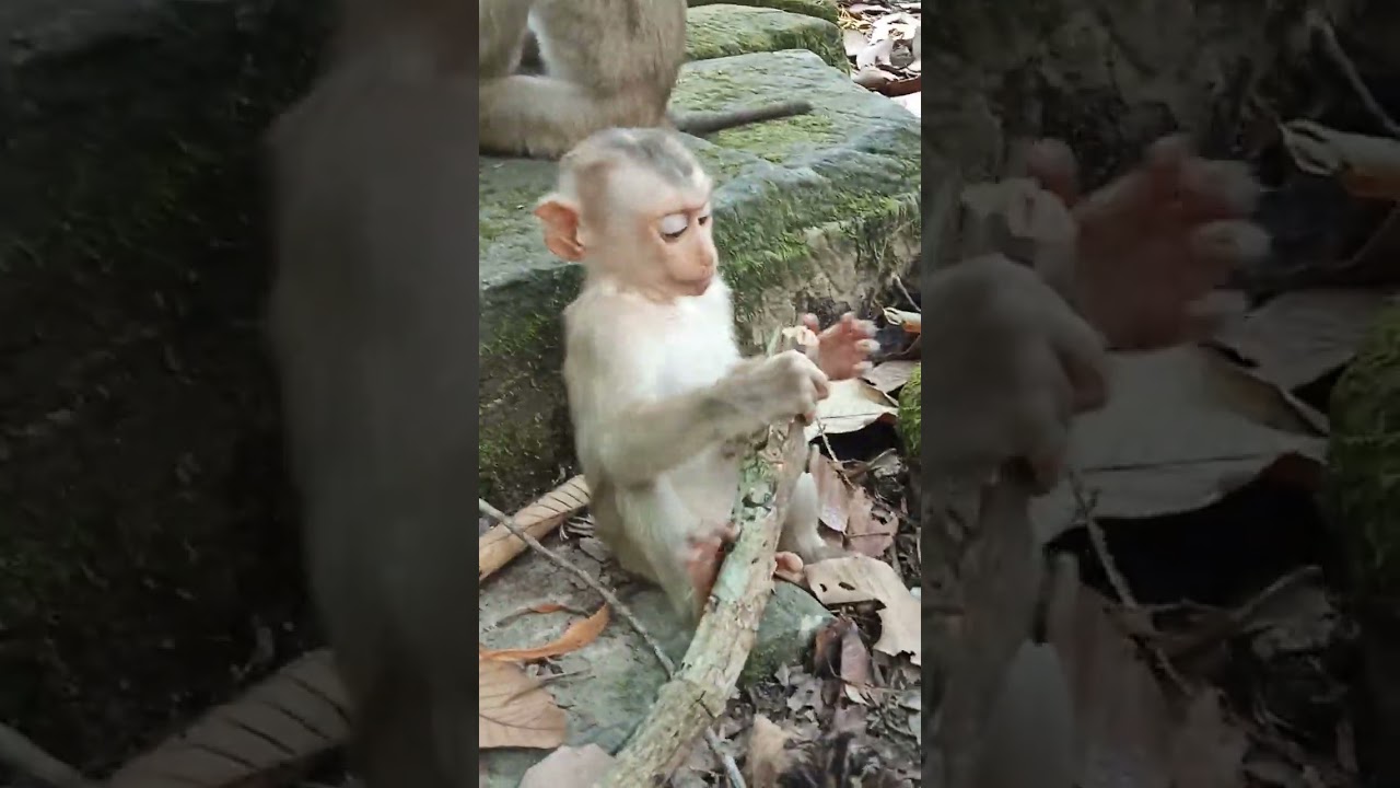 baby Floran playing a lone look mum near monkey lucy 