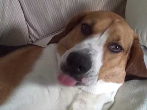 How Do I Get My Dog To Stop Licking Himself How Do I Get My Dog To Stop Licking Himself