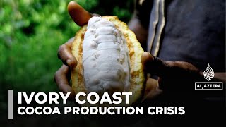 Ivory Coast’s cocoa production faces climate crisis, disease, and US tariffs screenshot 1