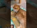 So funny 😹 #cat #cute #adorably  #fish