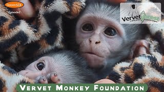 Two new baby orphaned monkeys arrive as we roll into  season 6