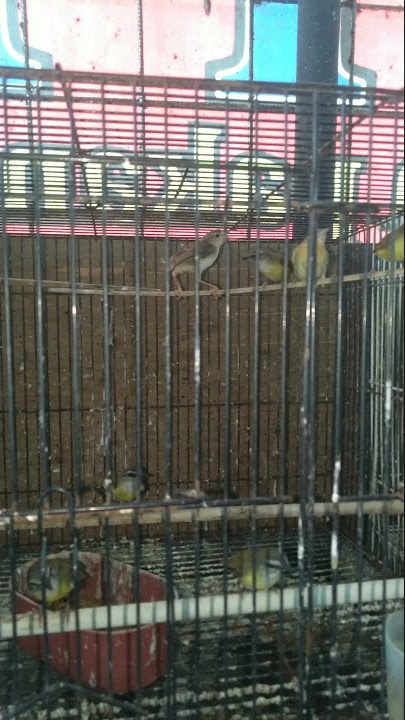 HARGA TEBARU BURUNG CIKRAK BAMBU