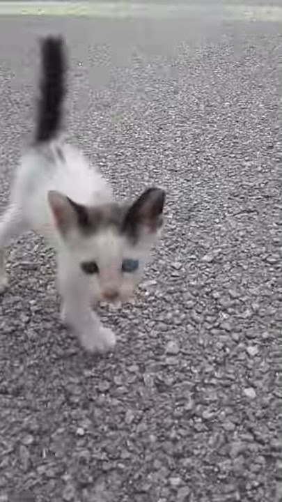Tiny pussy became desperate