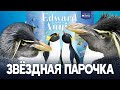 Как прославились пингвины из океанариума в США