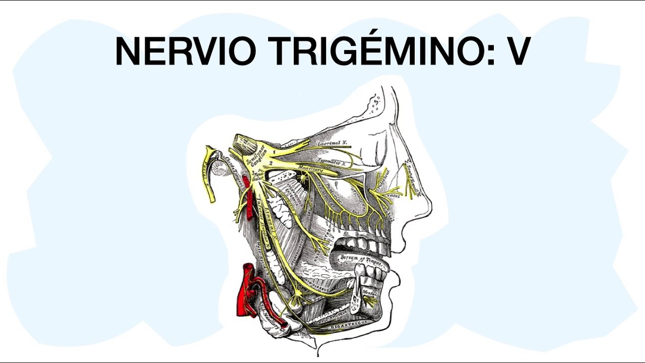 NERVIO TRIGÉMINO V 🧠 Quinto par craneal 👌🏼 YouTube