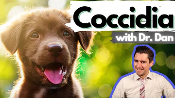 How long does it take for coccidia to go away in dogs?
