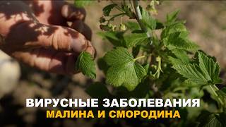 ЯГОДНЫЕ КУСТАРНИКИ ПОД УГРОЗОЙ: БОЛЕЗНИ СМОРОДИНЫ И МАЛИНЫ. Самые опасные болезни и профилактика.