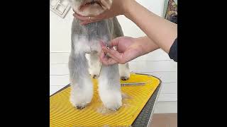 Creative Schnauzer Trimming Techniques! ✂