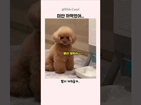 눈으로 욕하는 댕댕이ㄷㄷㄷ thumbnail