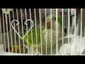 Elihu My Quaker Parrot Talking, Singing, and Making Sounds