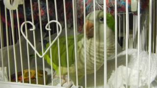 Elihu My Quaker Parrot Talking, Singing, and Making Sounds