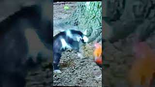 chicken vs goat #amazing  #fighting