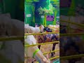 Khan Brothers Qurbani Goats in Kurla Mumbai