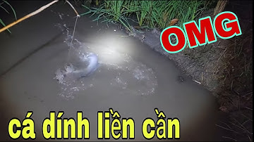 Lên Tháp Mười Cắm Câu Cá Dính Liền Cần Gỡ Cá Mỏi Tay Luôn # SĂN BẮT ĐỒNG THÁP #
