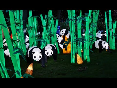 Video: Ķīnas laternas Monreālas gaismas botāniskajā dārzā