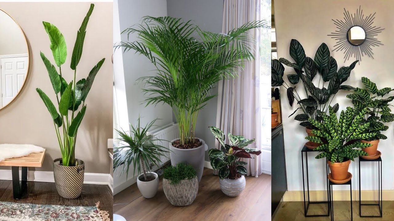 Outdoor And Indoor Plants Decor For Interior Decoration