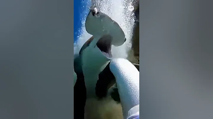 Giant Hammerhead Shark attack the man #shorts