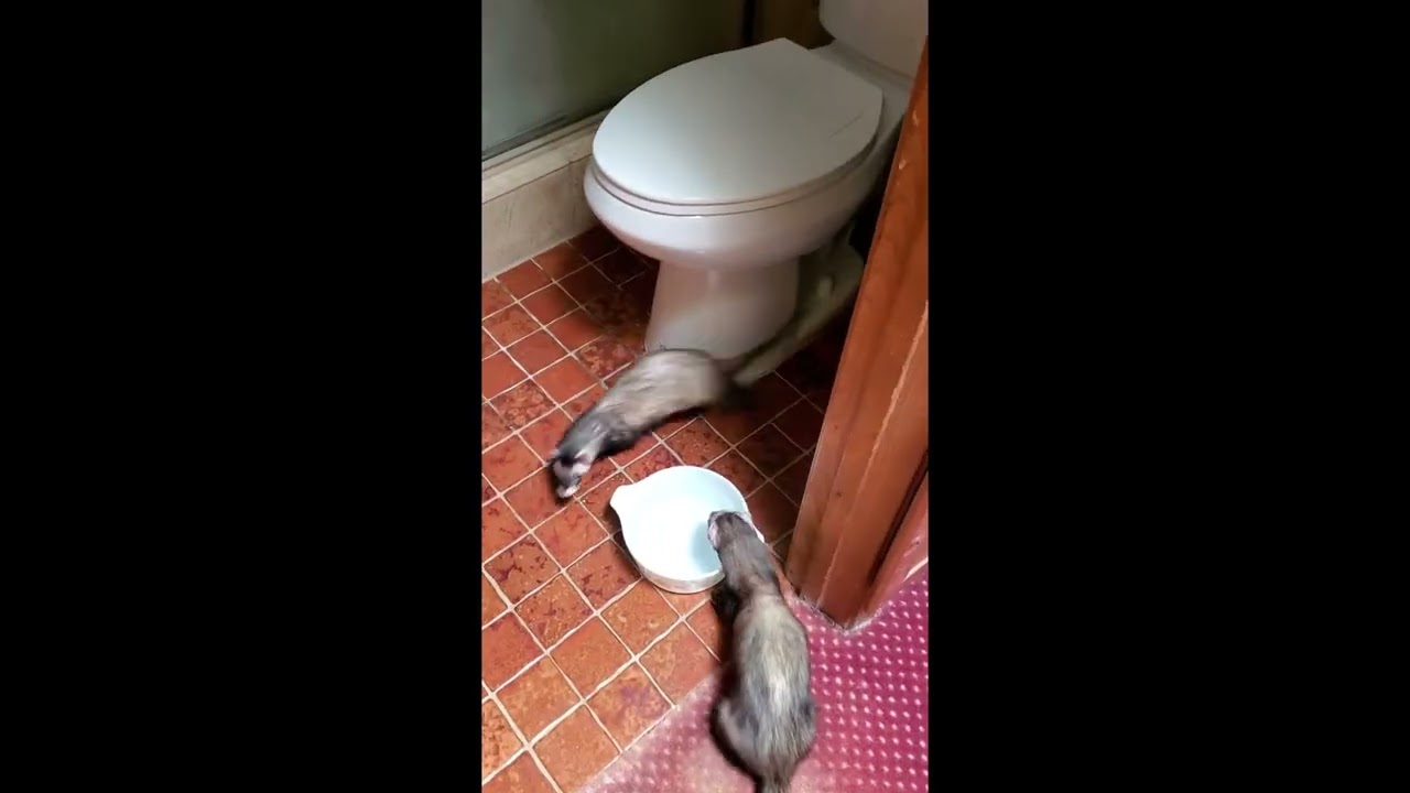 Flashback Reel Bug the Ferret Adopts Tigger Francois