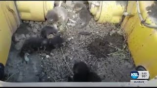 Some landscapers find a litter of kittens living inside their CAT tractor