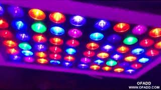 CANNABIS GARDEN WITH LED GROW LIGHTS!