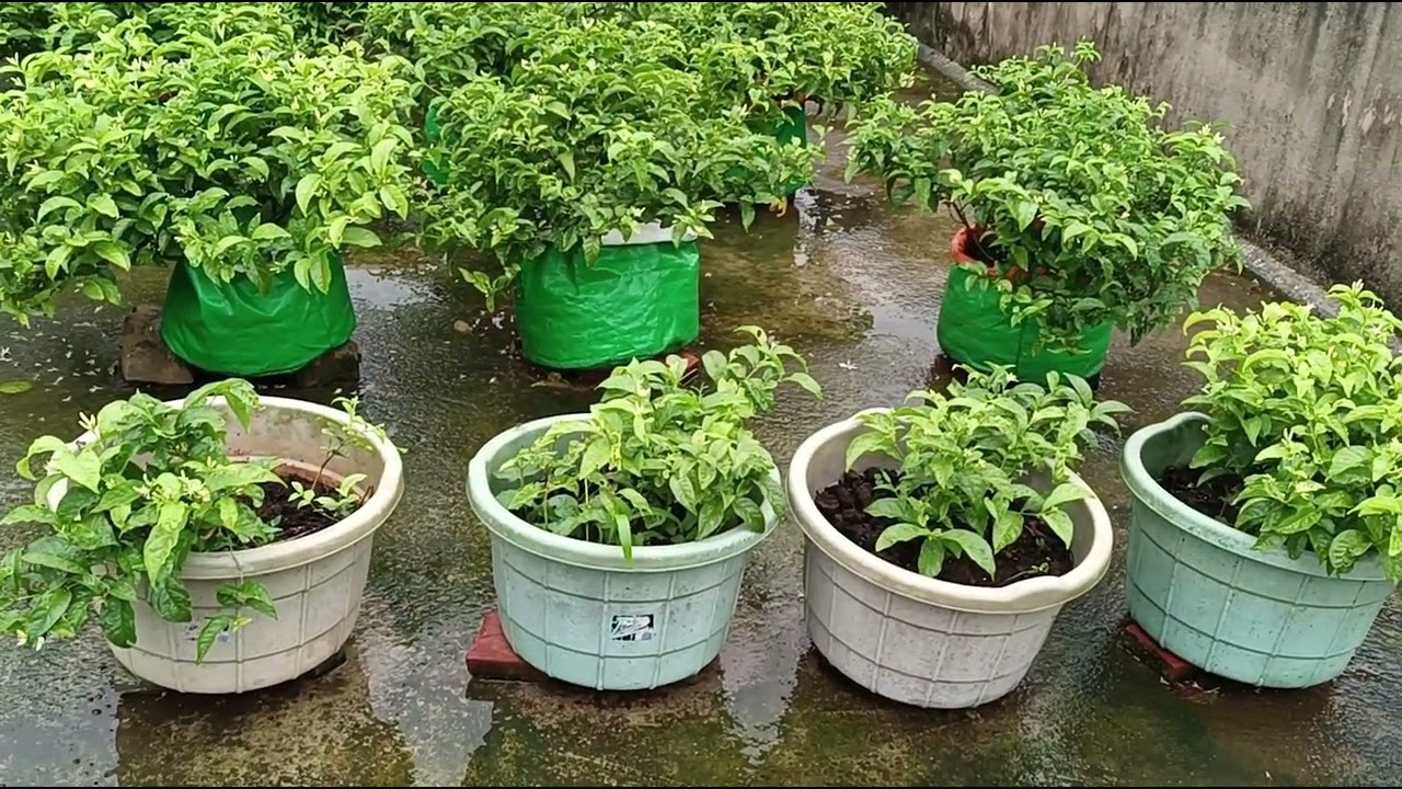 Q&A ಮಲ್ಲಿಗೆ ಕೃಷಿಯ ಬಗ್ಗೆ ನೀವು ಕೇಳಿದಂತಹ ಪ್ರಶ್ನೆಗೆ ನನ್ನ ಉತ್ತರ🙏 ಮಲ್ಲಿಗೆ ಕೃಷಿಯ ಬಗ್ಗೆ ಸಂಪೂರ್ಣ ಮಾಹಿತಿ 🙏