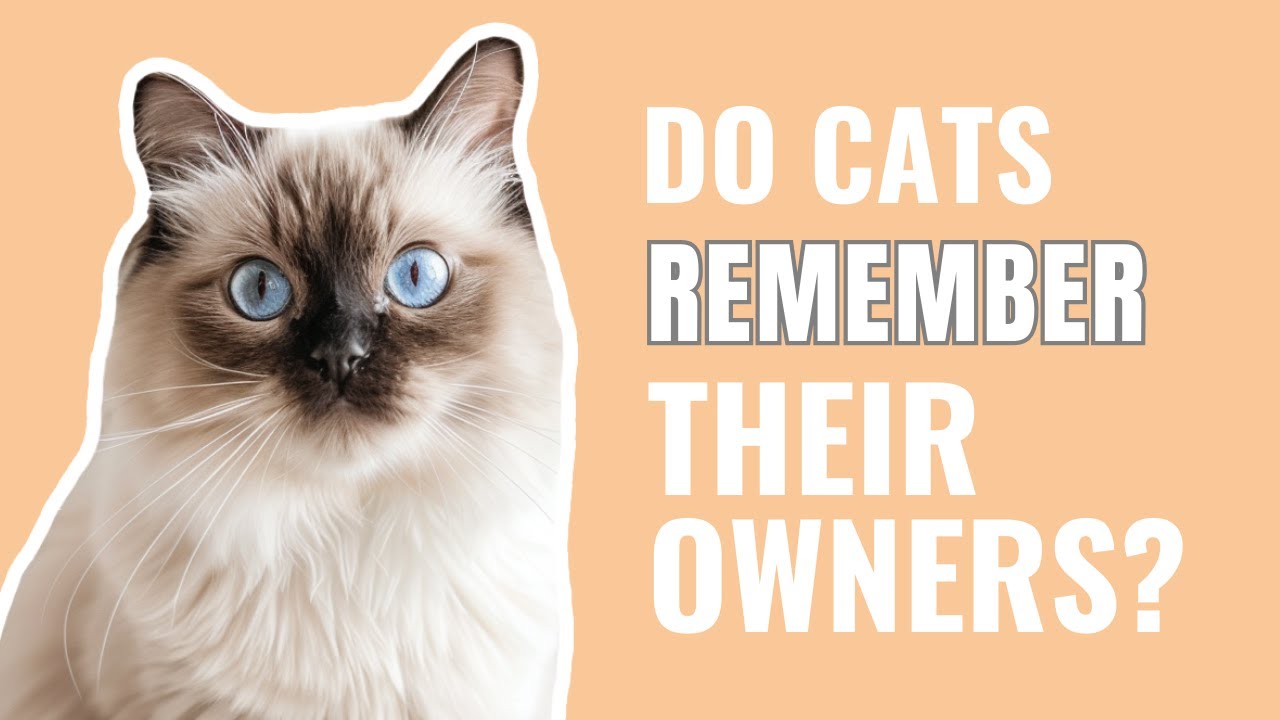 Do Cats Remember Their Owners? YouTube