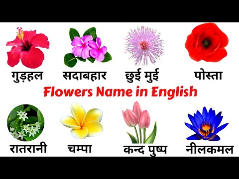Common English Words with Hindi meaning | Flowers Name in English
